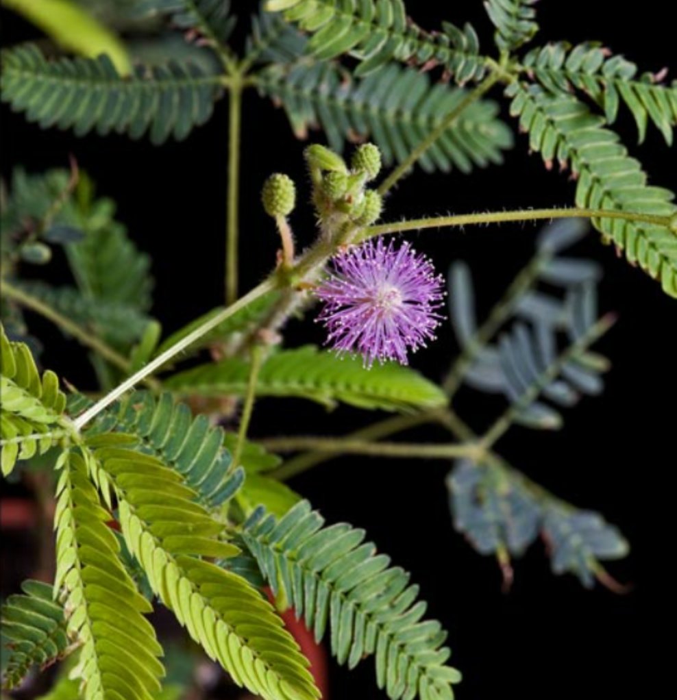 Mimosa Hostilis Flower
